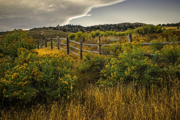 Western Rabbit Bush and Fence Photography by Jon Burch | Saatchi Art