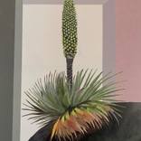 puya raymondi by olivier morel pellen