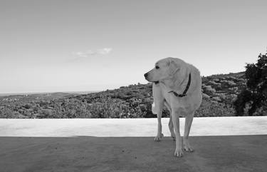 Original Dogs Photography by KATRIN SCHWINDENHAMMER