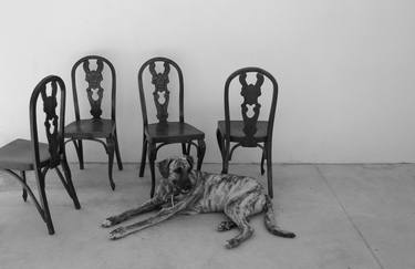 Original Dogs Photography by KATRIN SCHWINDENHAMMER