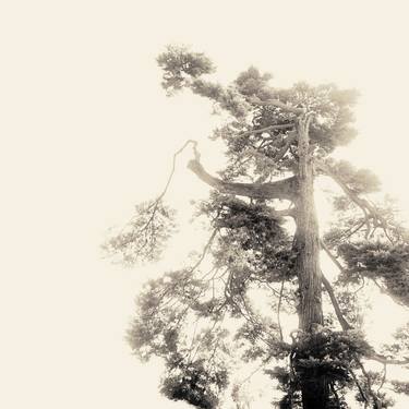 Original Fine Art Tree Photography by Nadia Molinari