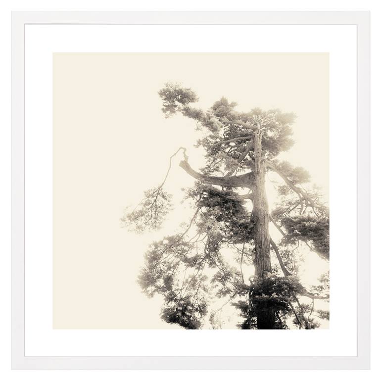 Original Tree Photography by Nadia Molinari