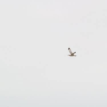 Original Fine Art Nature Photography by Yuliya Koshchiy