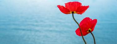 Original Fine Art Floral Photography by Yuliya Koshchiy