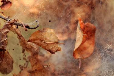 Autumn leaves caught in a cobweb Limited Edition of 25 thumb