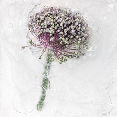 Original Conceptual Botanic Photography by yannick Ribeaut