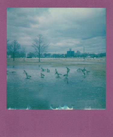 Canadian Geese - Belle Isle - Limited Edition of 1 thumb