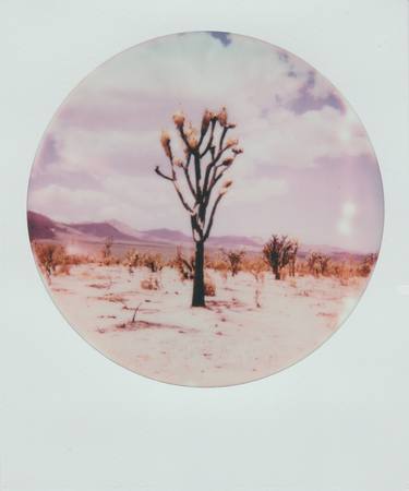 Burnt Joshua Tree - Limited Edition of 1 thumb