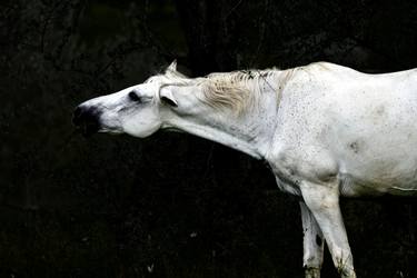 Print of Fine Art Animal Photography by pietro cimino