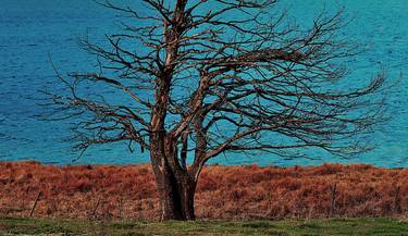 the tree and the lake - Limited Edition of 3 thumb