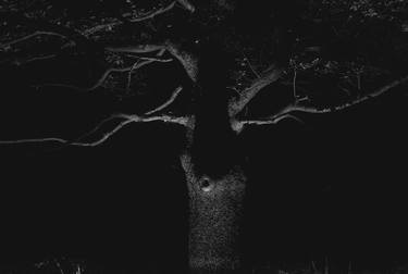 Print of Tree Photography by pietro cimino
