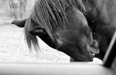 Print of Portraiture Animal Photography by pietro cimino