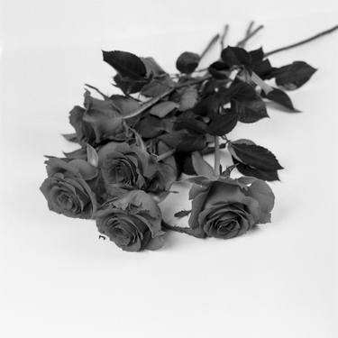 Print of Floral Photography by Katarzyna Glowacka