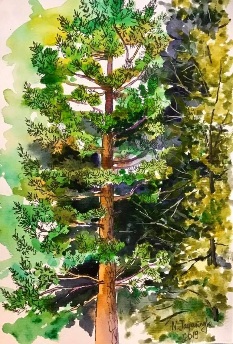 Looking up at Pine Trees on Canvas