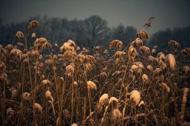 Snow Phragmites - Limited Edition of 20 thumb