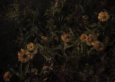 Print of Documentary Floral Photography by Shiro Nagasawa