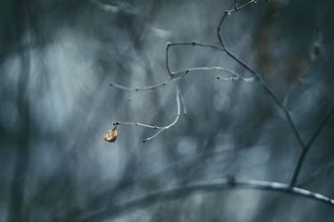 Original Abstract Nature Photography by Jeremi Grzywa