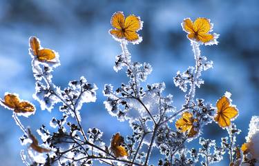 Winter flowres - Limited Edition of 10 thumb