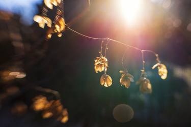 Original Fine Art Botanic Photography by Jeremi Grzywa