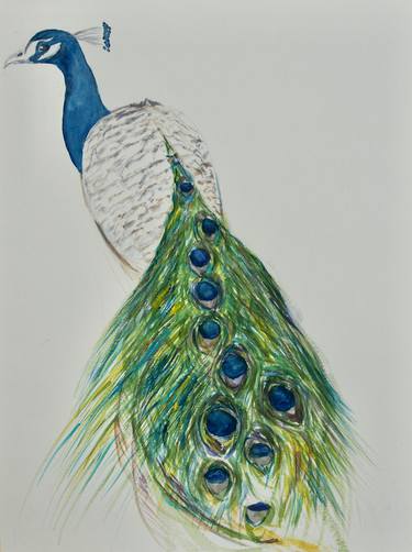 Peacock thumb