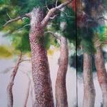 strong pine trees by O Ju Park