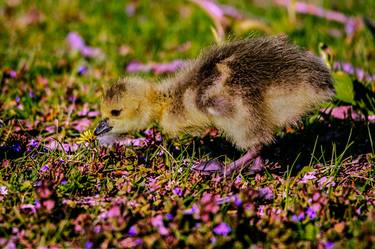 Newborn gosling sniffs dandelion flower thumb