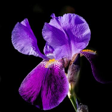 Iris Flower thumb