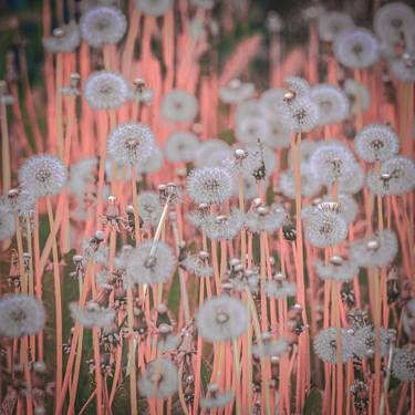 Print of Abstract Floral Photography by Petras Paulauskas