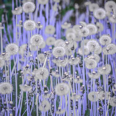 Original Floral Photography by Petras Paulauskas