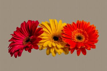 Gerberas flowers - Limited Edition of 30 thumb