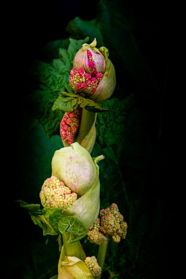 Original Floral Photography by Petras Paulauskas
