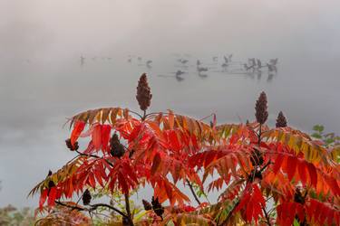 Geese In The Fog thumb