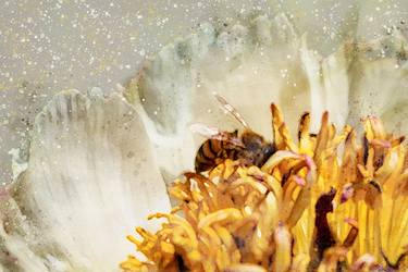 Bee on peony flower thumb