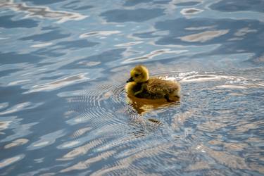 Swimming gosling thumb