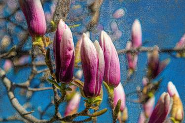 Frozen In Time - Magnolia Flowers thumb