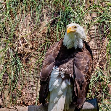 American Eagle thumb