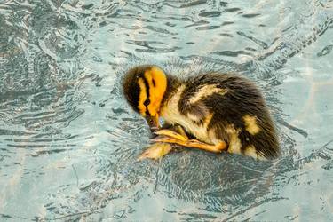 Frozen In Time - Shy Duckling thumb
