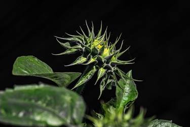 Sunflower - Beginning thumb