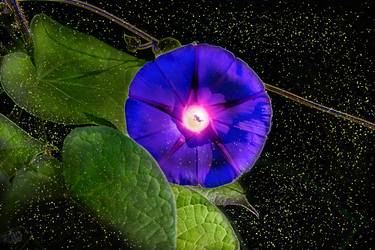 Morning Glory Flower - Limited Edition of 1 thumb