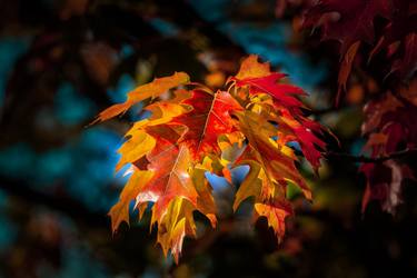 Oak Tree in Autumn - Limited Edition of 1 thumb