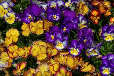 Pansies - Limited Edition of 1 image