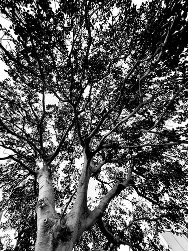 Original Art Deco Tree Photography by Sammy Laouiti