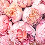 Realism creamy pink peonies by Tetiana Masliuk