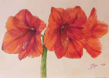Original Floral Drawings by Iryna Jeger