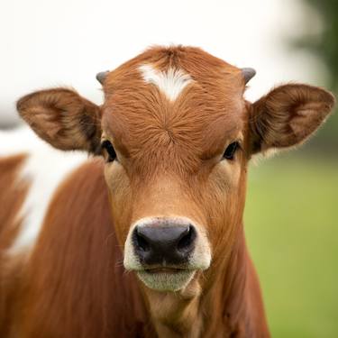 Original Fine Art Cows Photography by Ziesook You