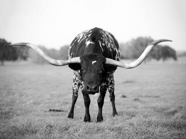 Original Documentary Cows Photography by Ziesook You