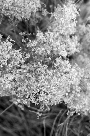 Original Black & White Floral Photography by Ziesook You