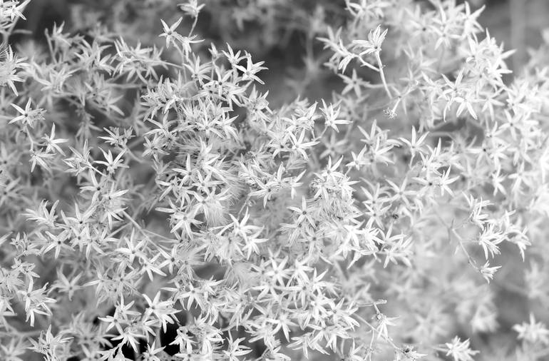 Original Black & White Floral Photography by Ziesook You