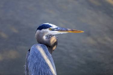 Original Contemporary Animal Photography by Ziesook You
