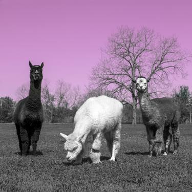 Original Contemporary Animal Photography by Ziesook You